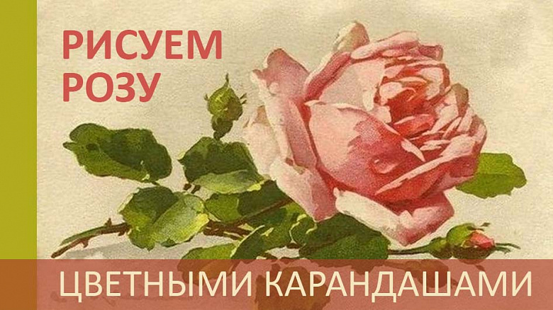 КультЛето: Мастер-класс "Роза цветными 
карандашами"